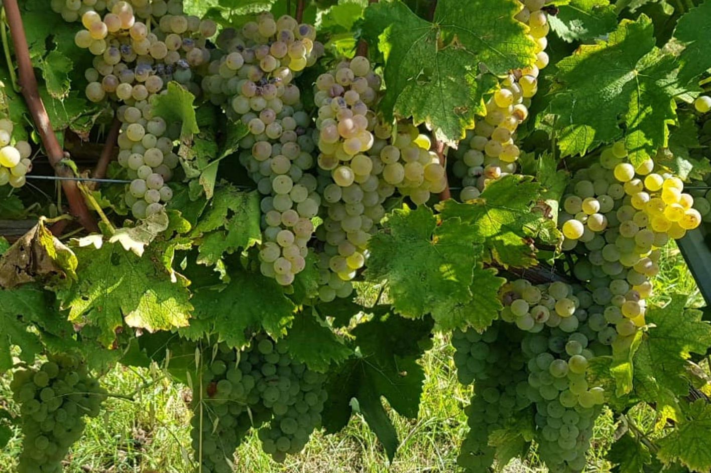 Vigneti-verdicchio-montecarotto